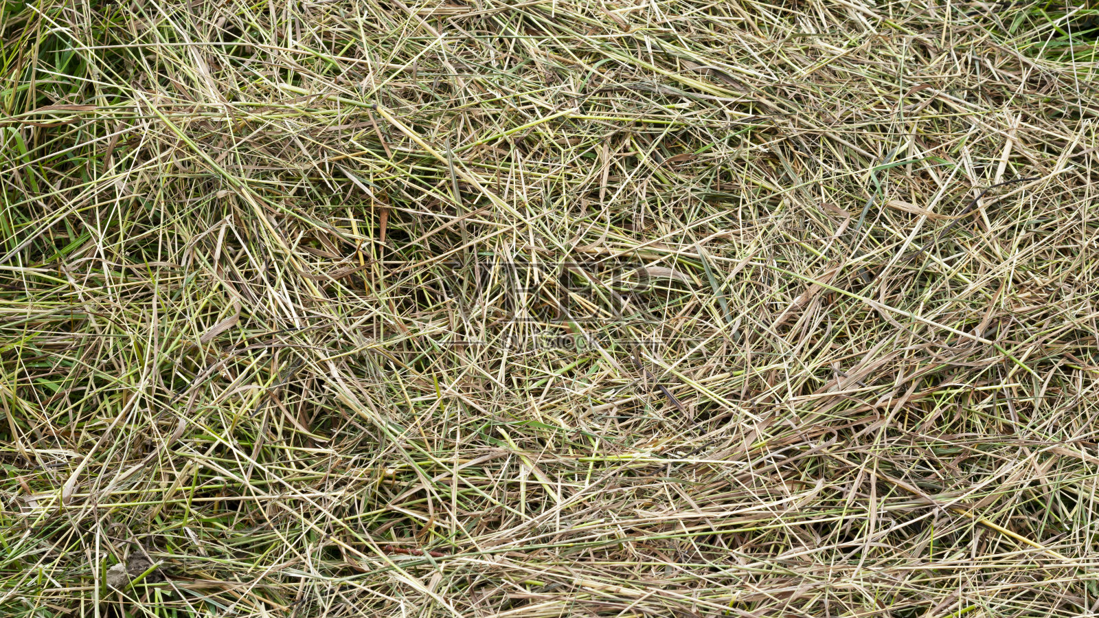 干草用于饲养家畜的干草。农业和农业概念。照片摄影图片