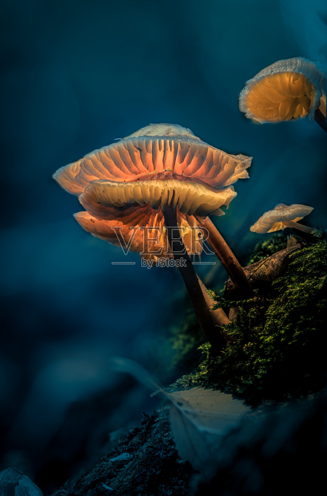 神奇蘑菇照片摄影图片