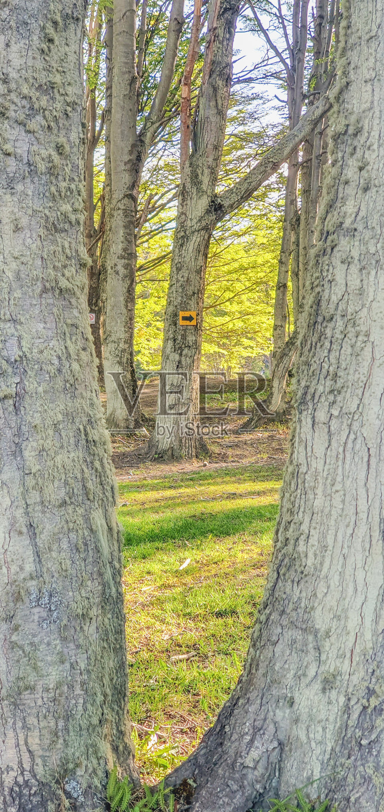 森林照片摄影图片