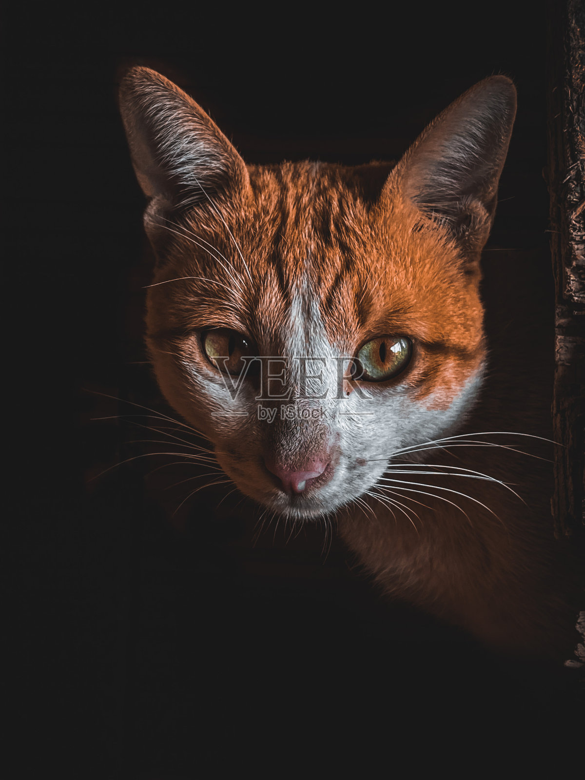 猫照片摄影图片