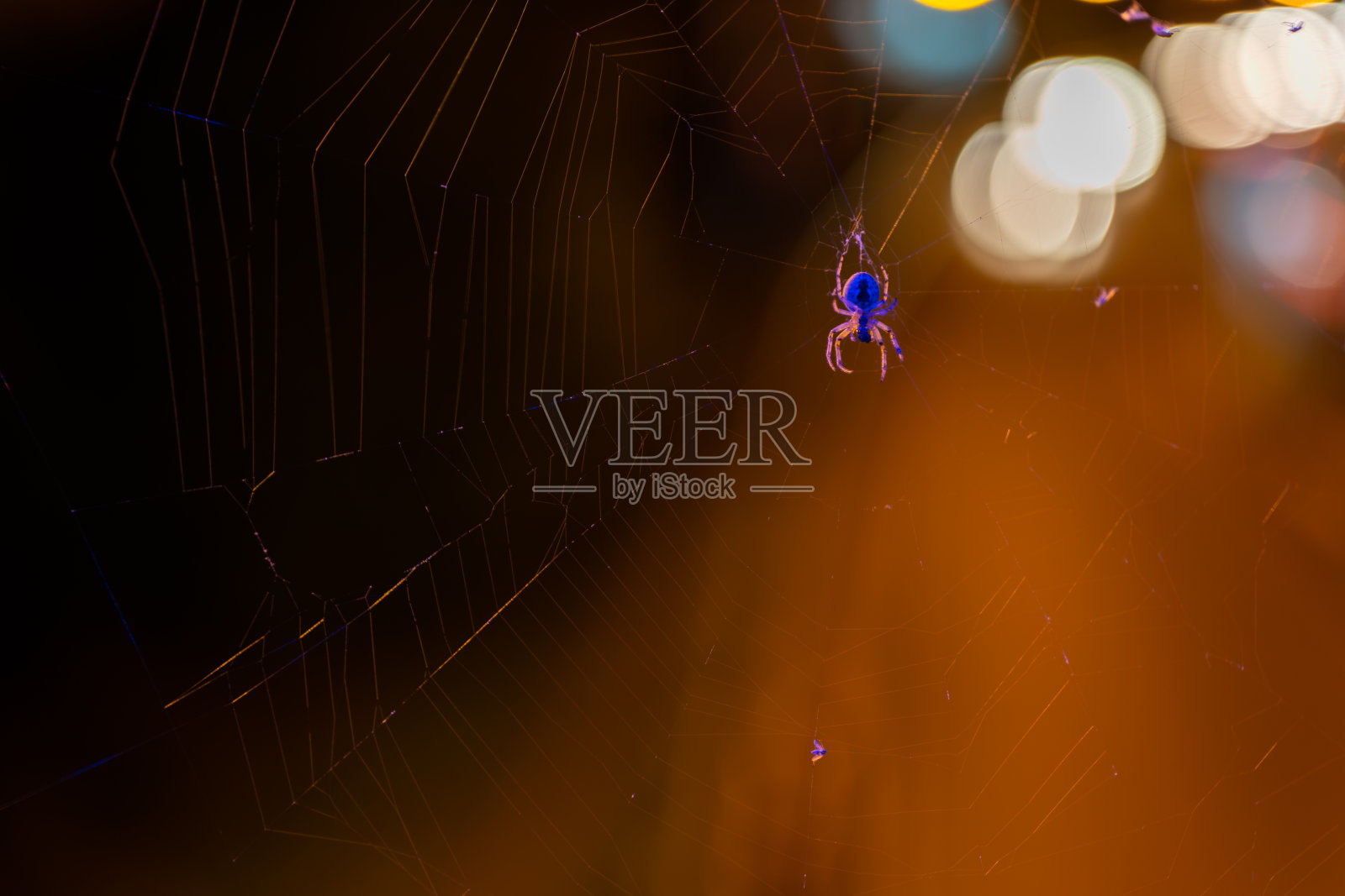 夜晚,蛛网上的蜘蛛在灯光模糊的背景下爬行。照片摄影图片