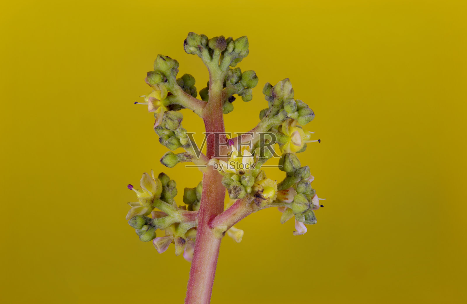 芒果树的花照片摄影图片