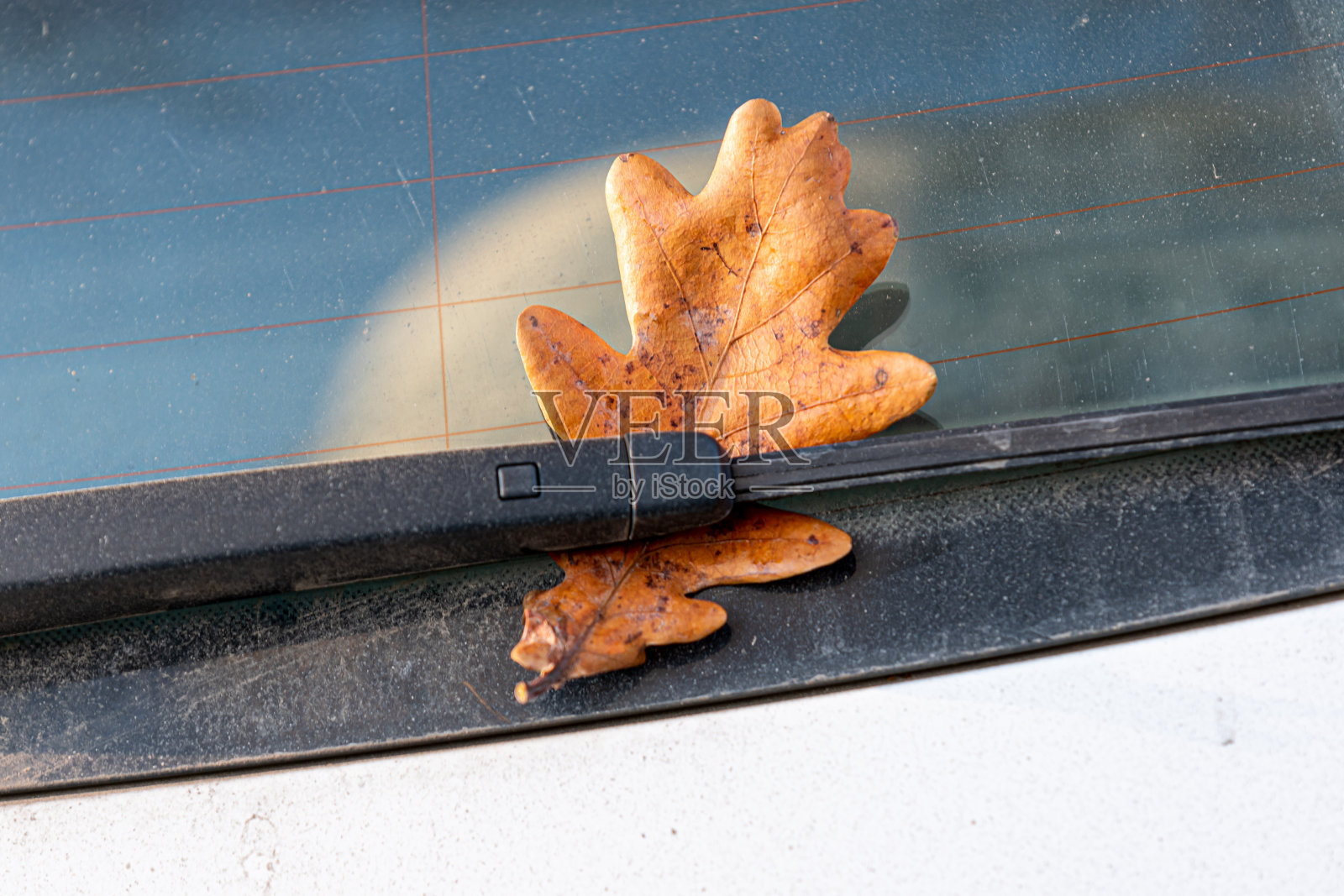 在汽车玻璃雨刷下晾干橡树叶。秋天来了。秋天的心情。脏车季背景。有选择性的重点照片摄影图片