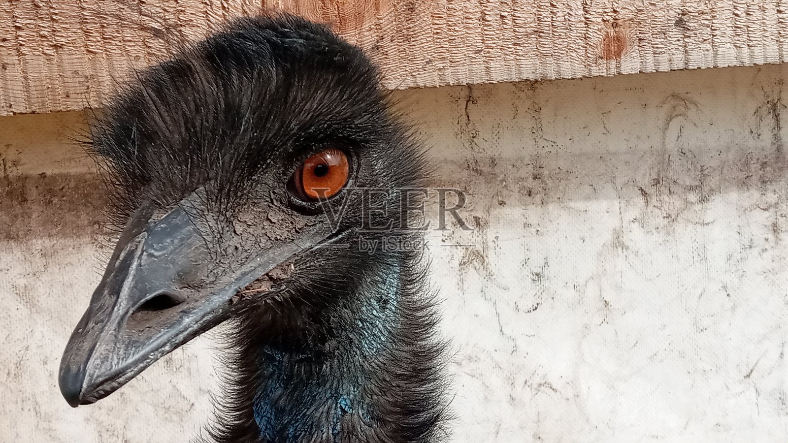 澳大利亚鸸鹋鸟的肖像。Dromaius novaehollandiae。澳大利亚鸸鹋的特写镜头照片摄影图片