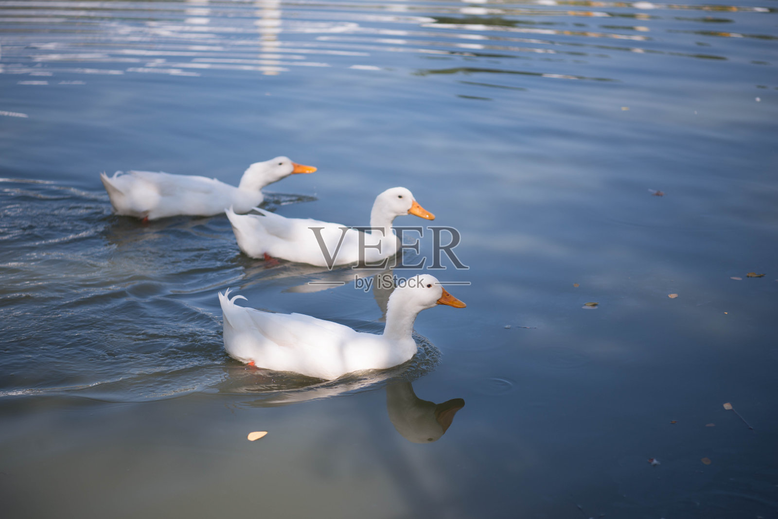 鸭子在农场照片摄影图片