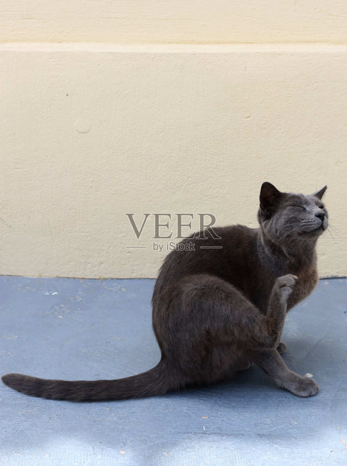 流浪猫挠自己照片摄影图片