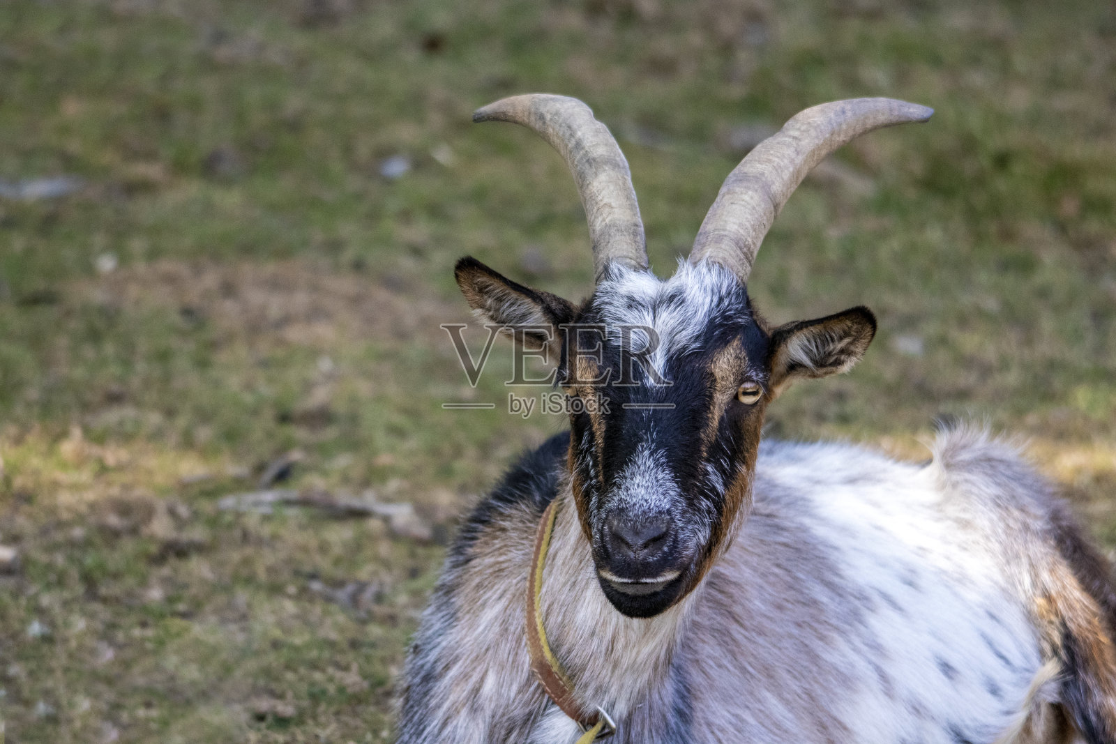 山羊肖像照片摄影图片