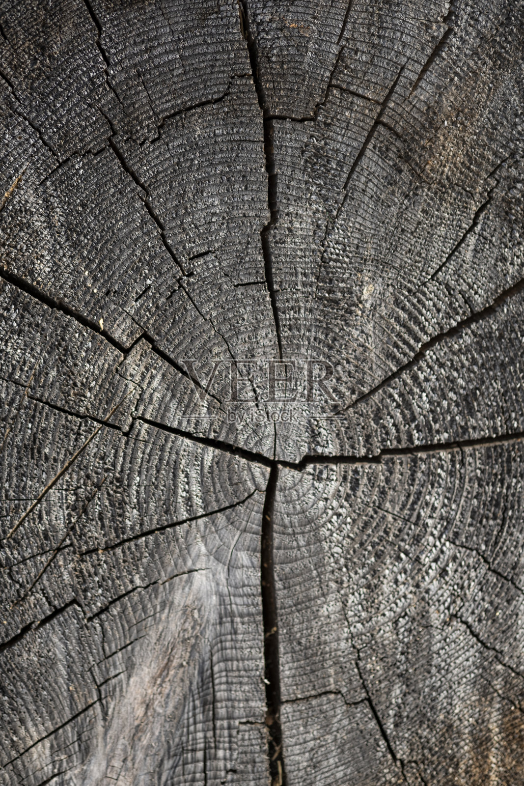 树的年轮纹理照片摄影图片