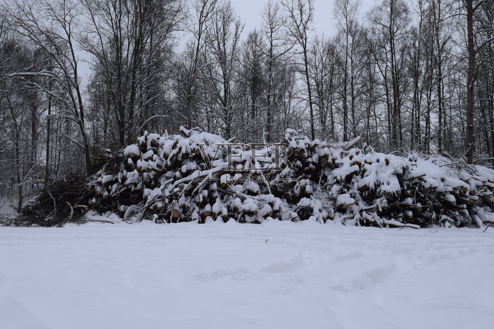 森林里树林上的雪照片摄影图片