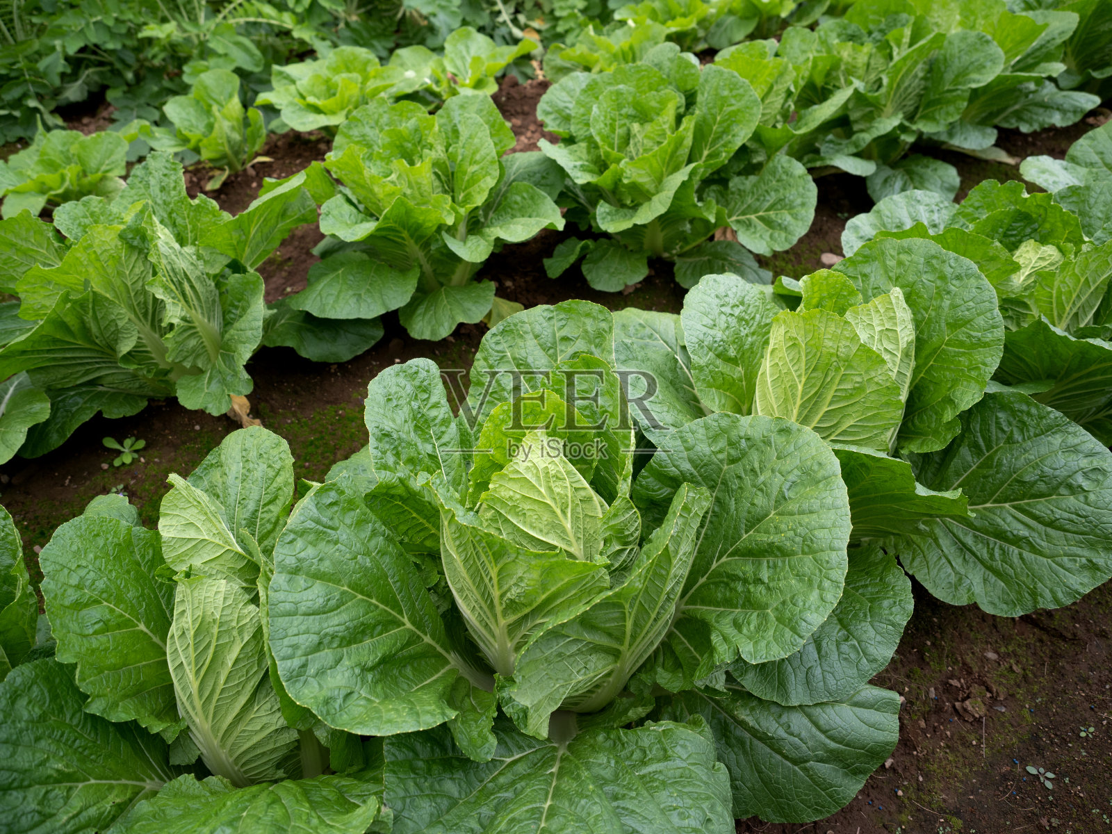 日本的大白菜田照片摄影图片