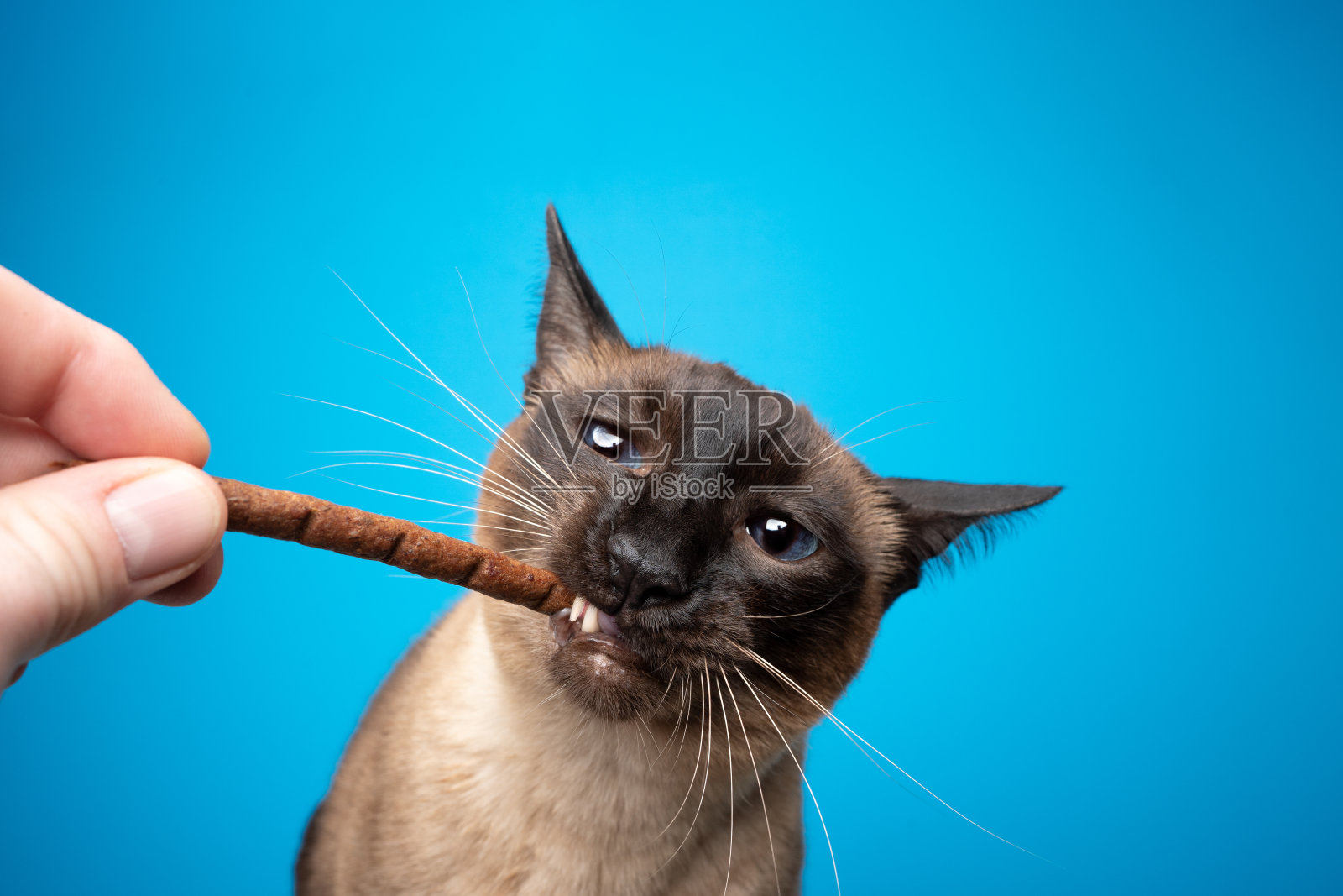 蓝色背景上的暹罗猫喂食棒照片摄影图片
