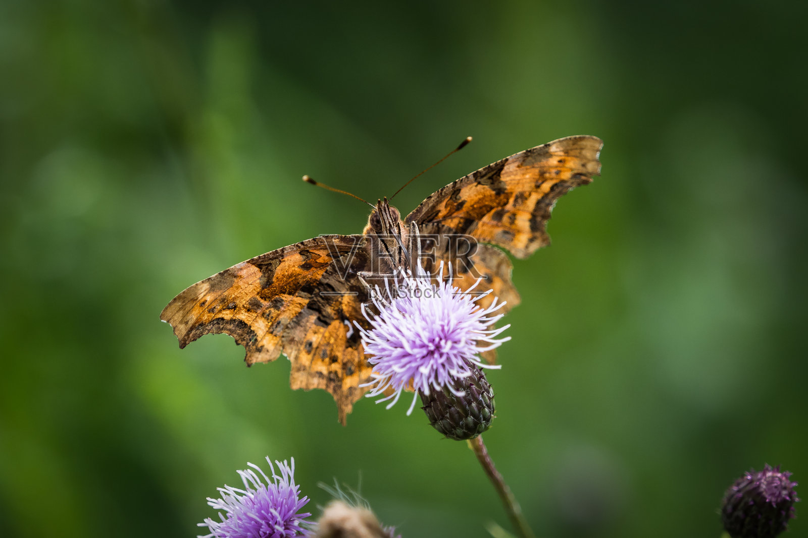 复印空间,萨尔州夏日蓟草的特写镜头照片摄影图片