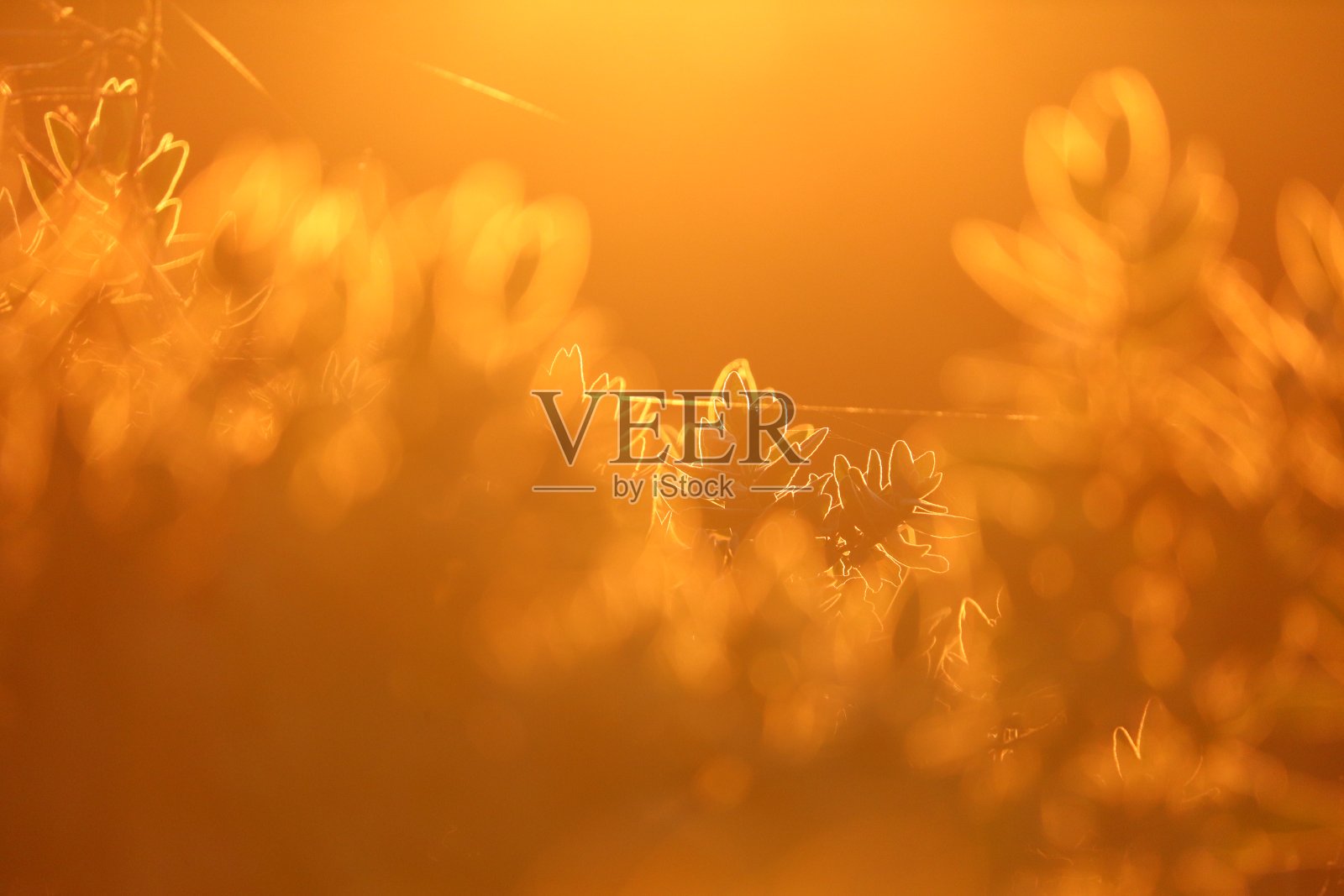 灿烂的日落照片摄影图片