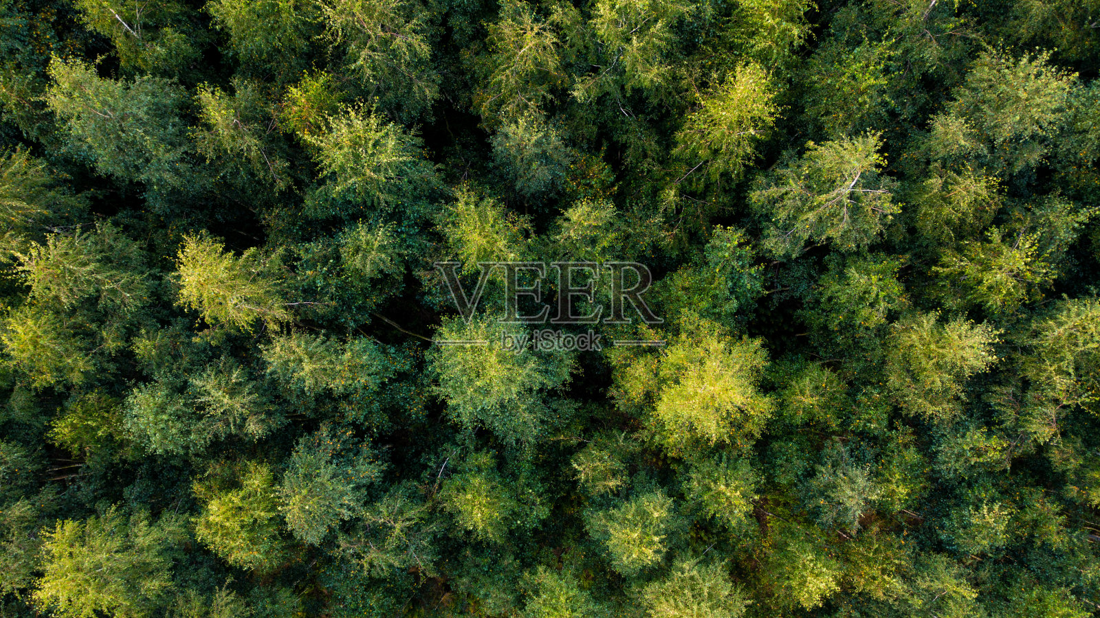 树顶视图,为背景,夏季背景照片摄影图片