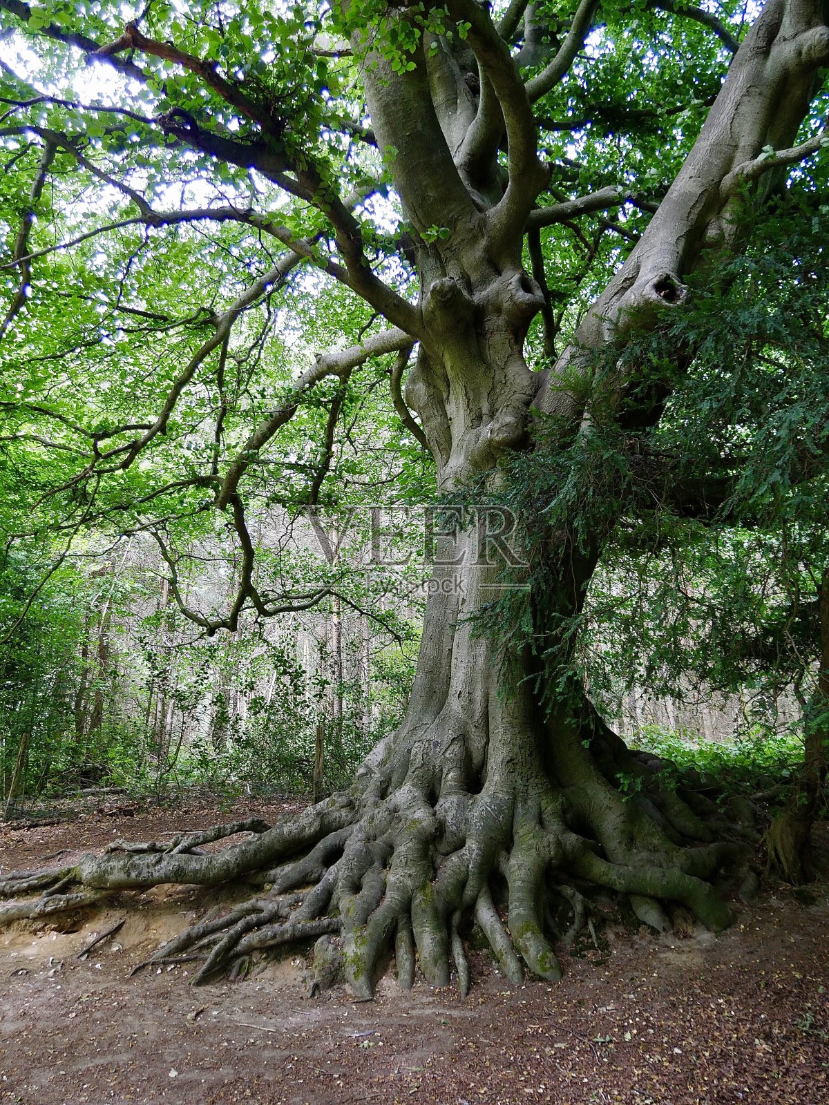 老树和它的根照片摄影图片