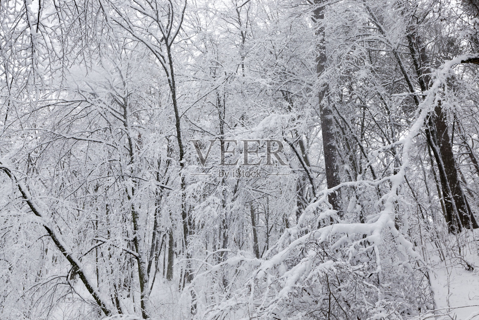 冬季公园照片摄影图片