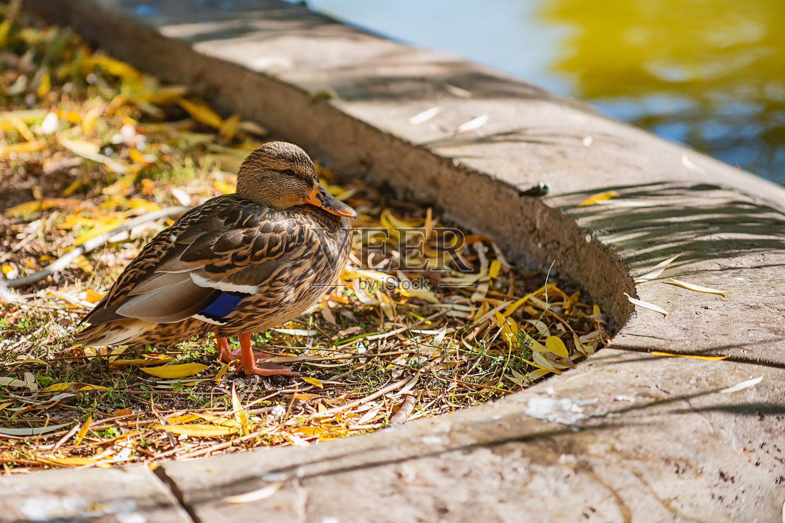 在公园里低头照片摄影图片
