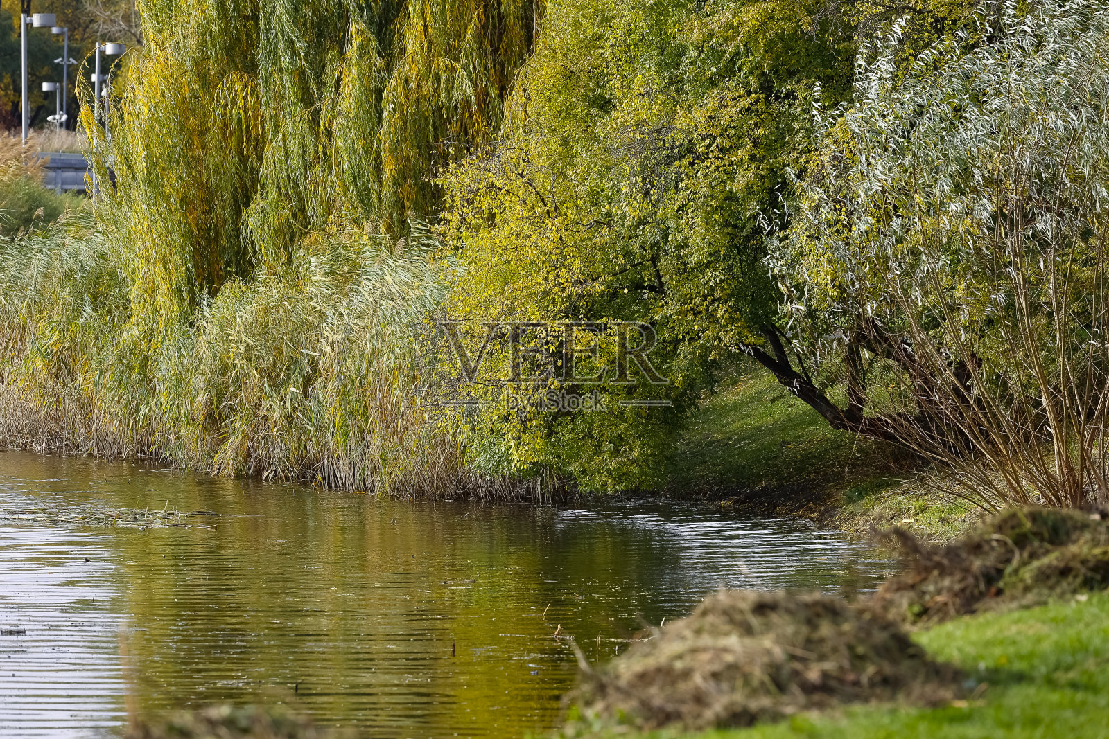 湖岸的植被上呈现出秋天的色彩照片摄影图片