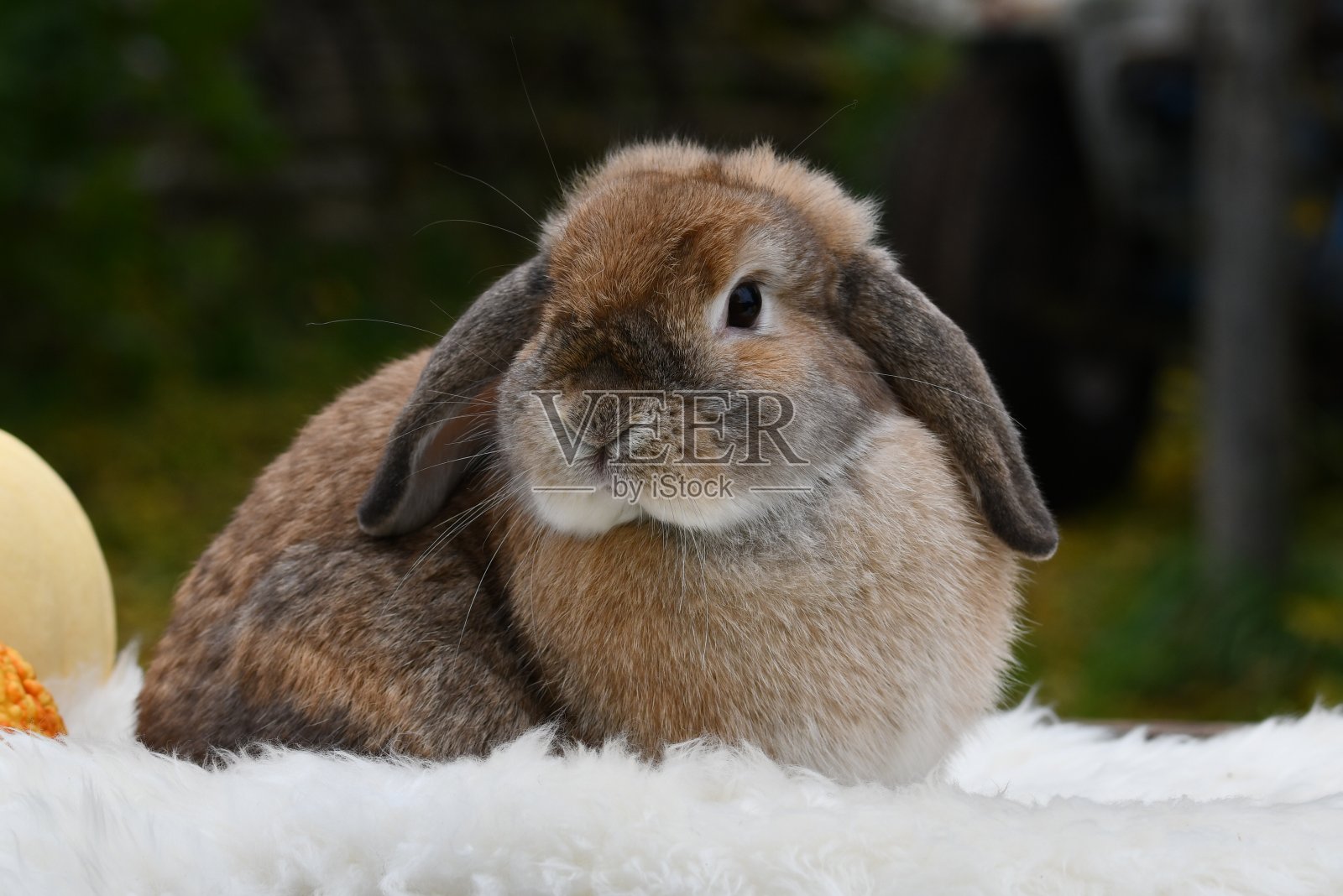 法国罗布泊兔照片摄影图片