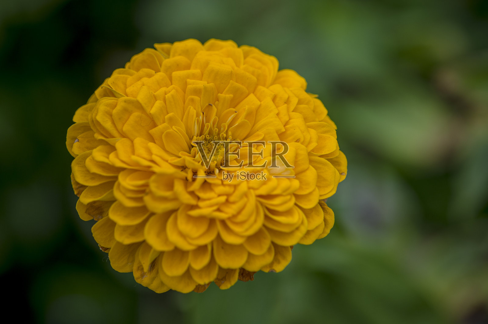 常见Zinnia照片摄影图片