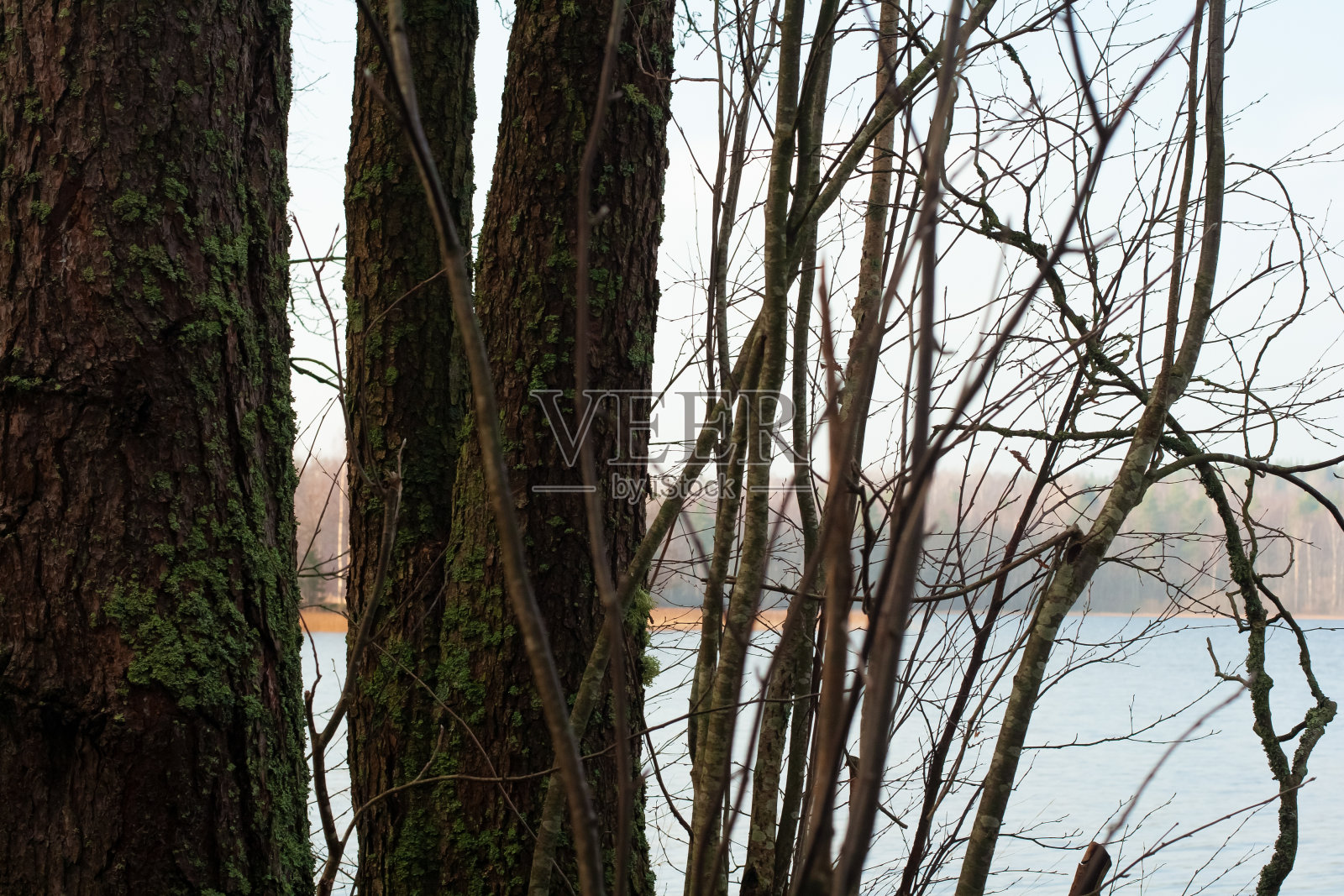 秋天的风景透过枯干的秋天树枝照片摄影图片