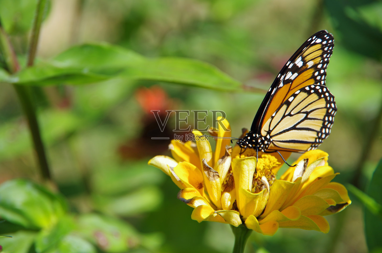 野花上的帝王蝶照片摄影图片
