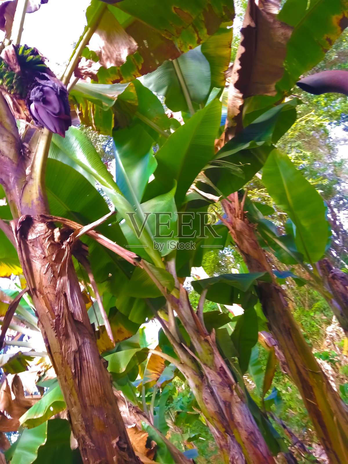 香蕉照片摄影图片