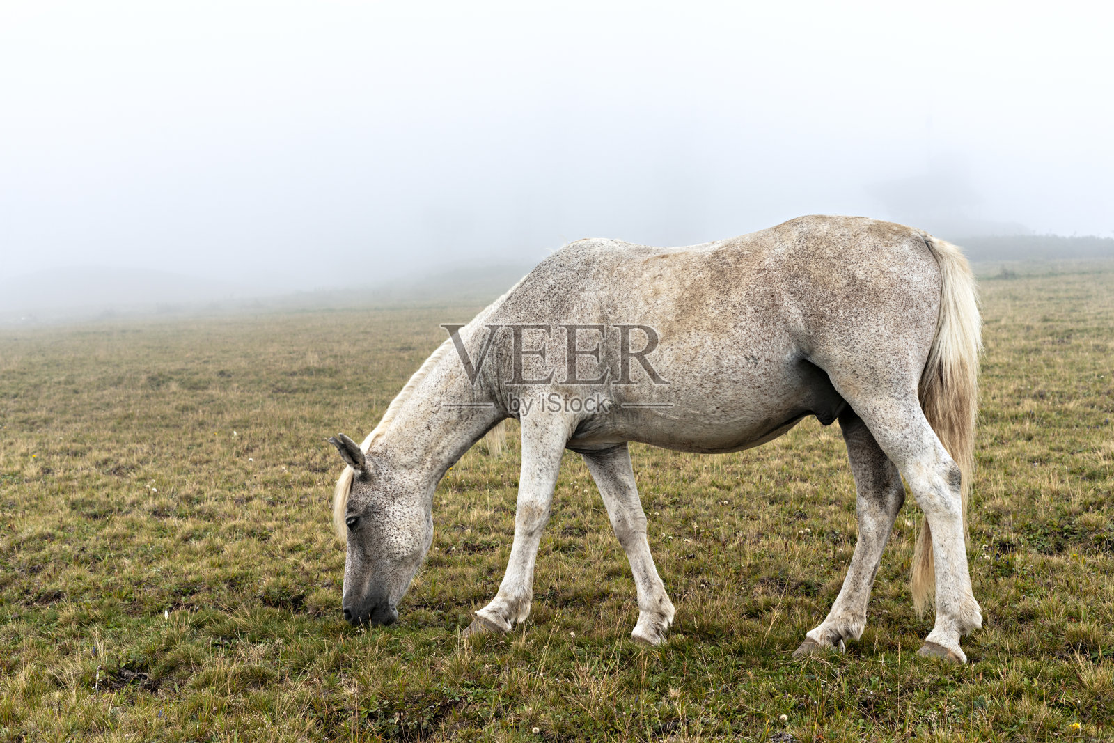 灰白色的马在黑色的斑点在山上吃草在雾中的家畜照片摄影图片