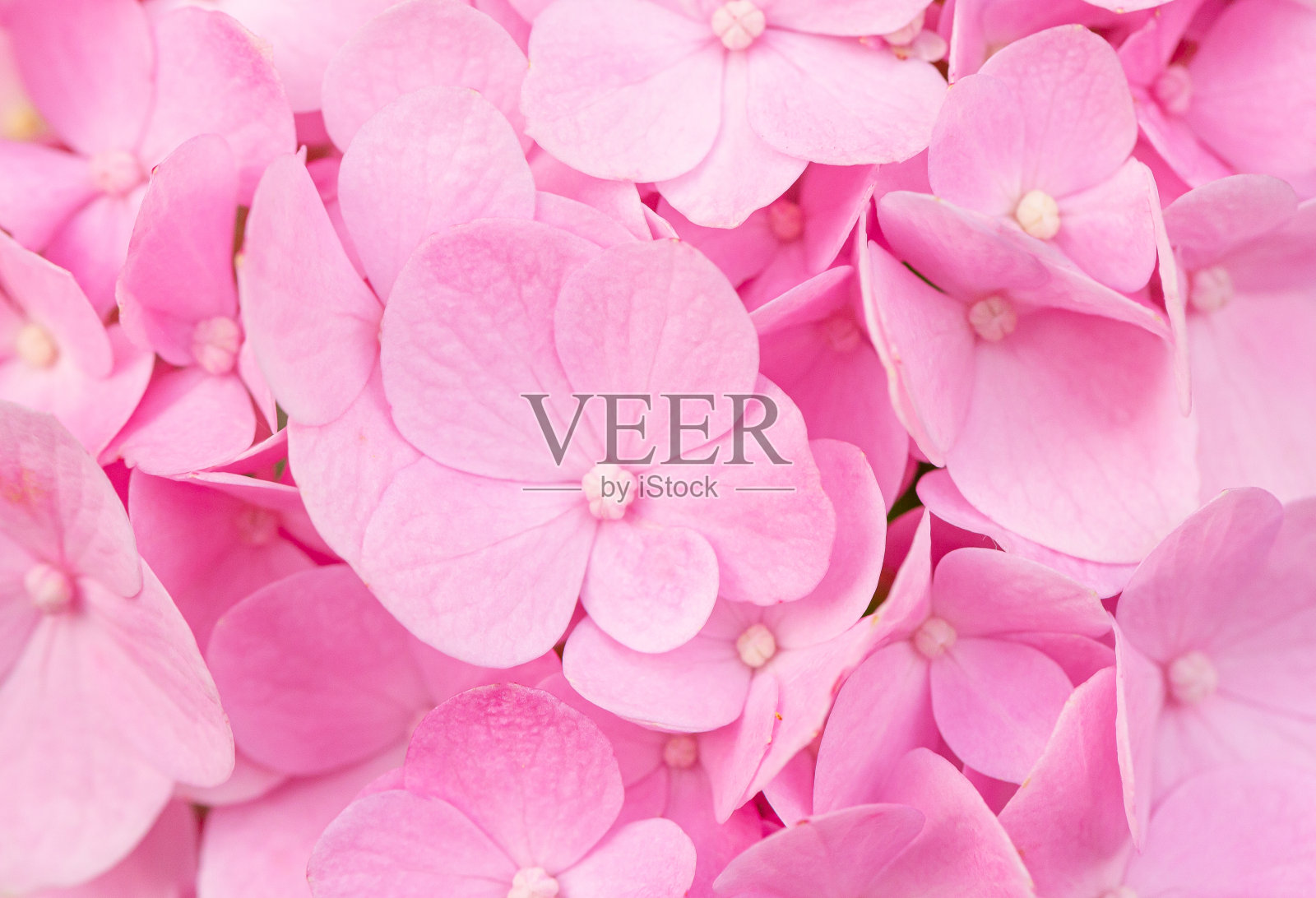 粉红色的大花,精致的自然花卉背景,浅蓝色和紫罗兰柔和的颜色。纹理绣球花在自然界与柔焦,宏观。照片摄影图片