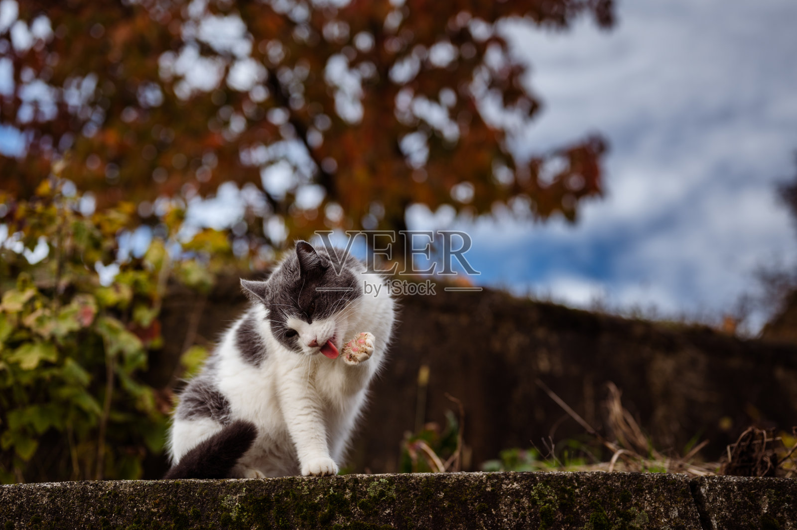 猫在户外清理爪子照片摄影图片