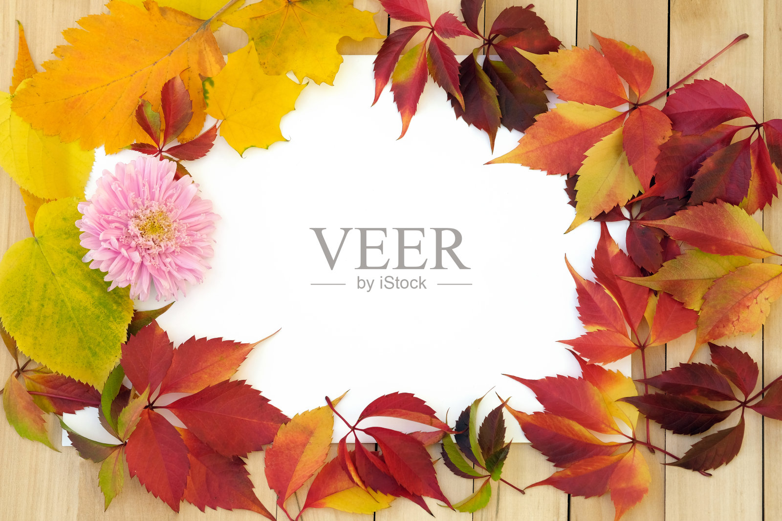 红叶背景木板俯视图。照片摄影图片