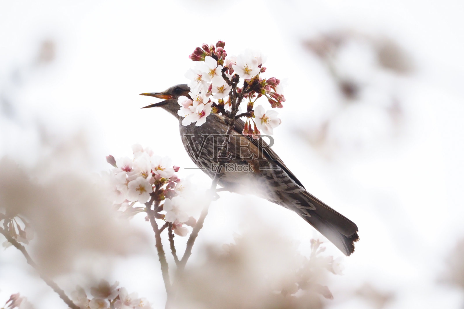 在春天里歌唱照片摄影图片