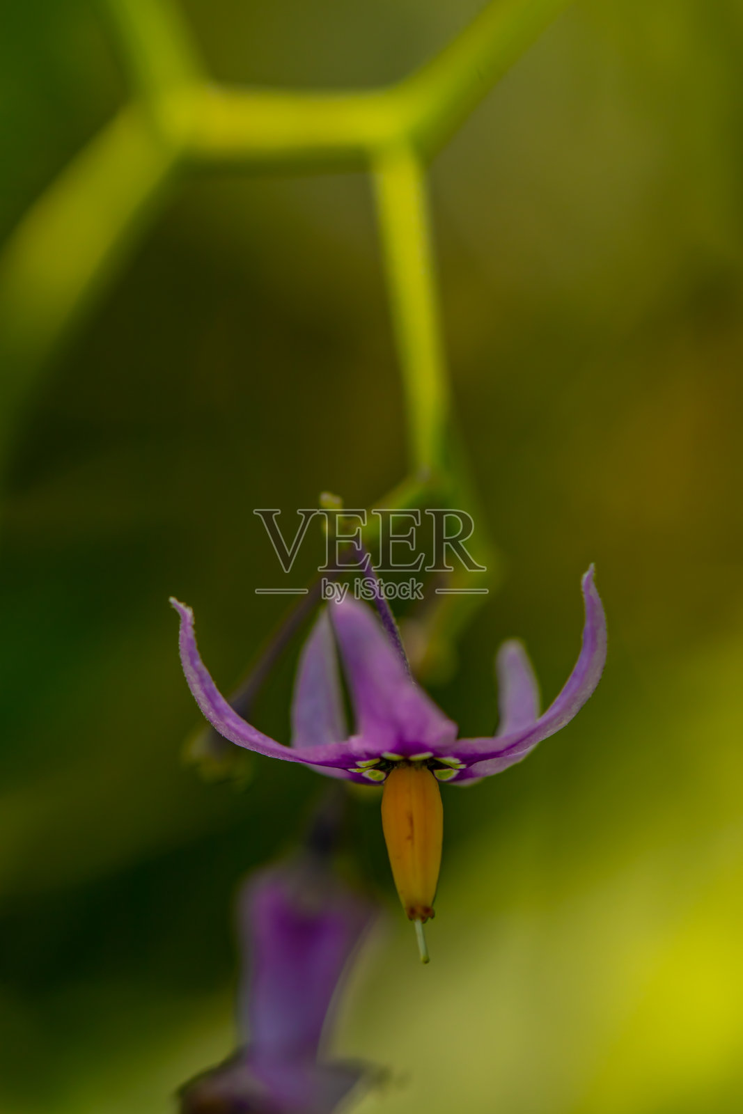 在田间生长的茄花照片摄影图片