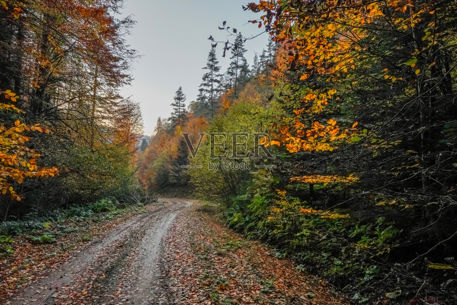 在阳光明媚、温暖伟大的日子里,金黄色的秋天森林华丽诱人的景色照片摄影图片