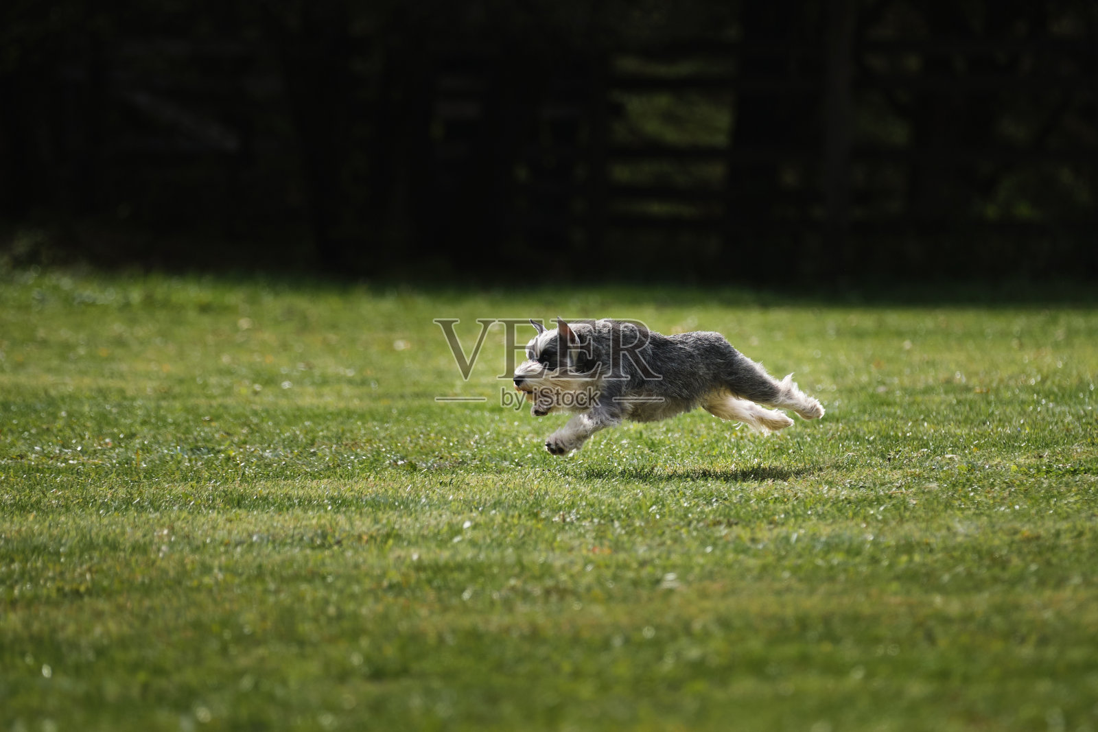 灰色的微型德国雪纳瑞快速奔跑向前。美丽的运动阶段侧面视图。在公园绿地上与狗狗在新鲜空气中进行比赛和运动。照片摄影图片