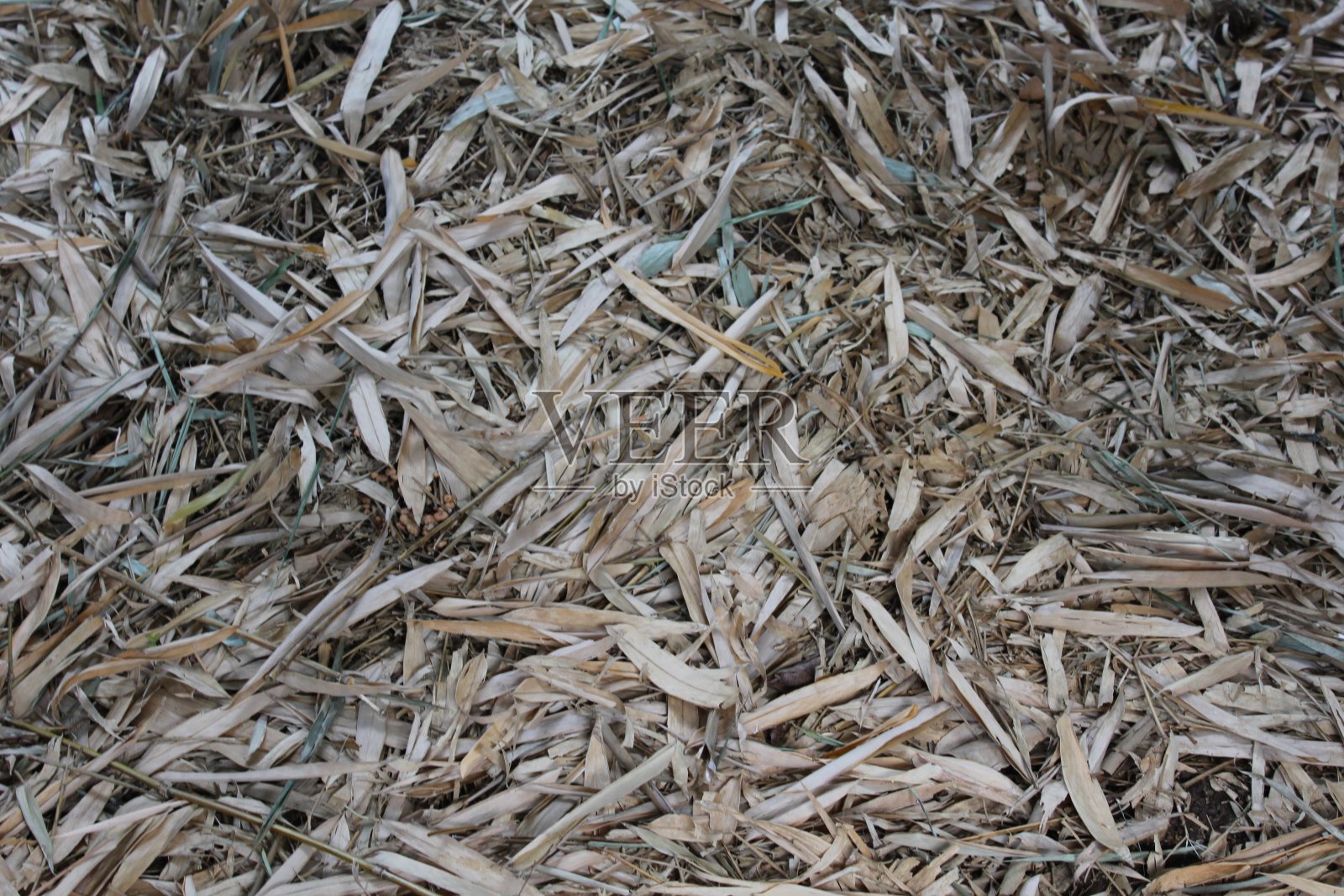 干树叶照片摄影图片