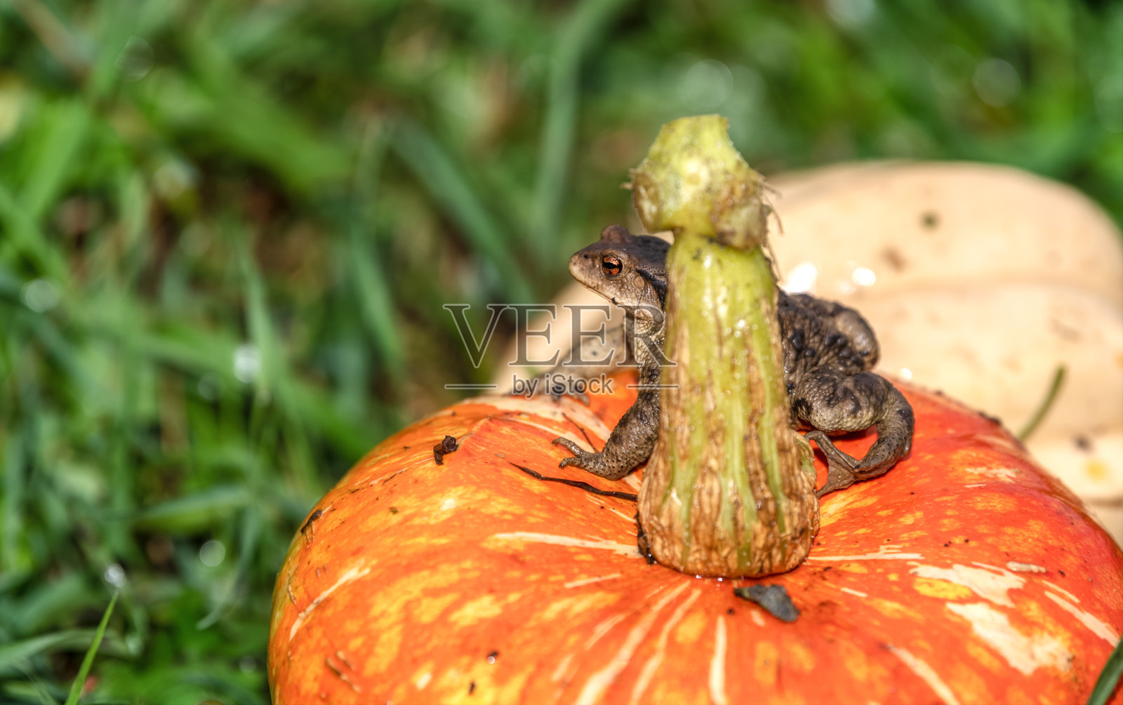 青蛙在南瓜上照片摄影图片
