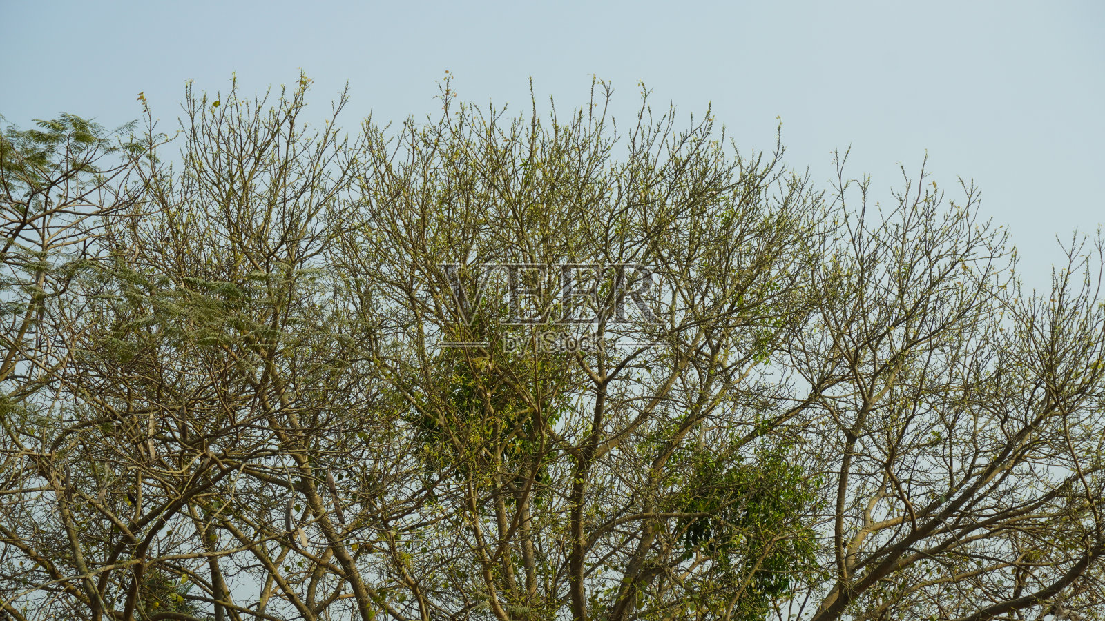 树枝树的树枝树枝衬着蓝天。照片摄影图片