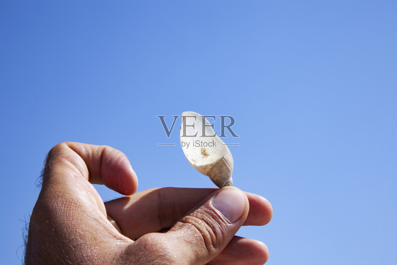 拿着贝壳的男人的手照片摄影图片