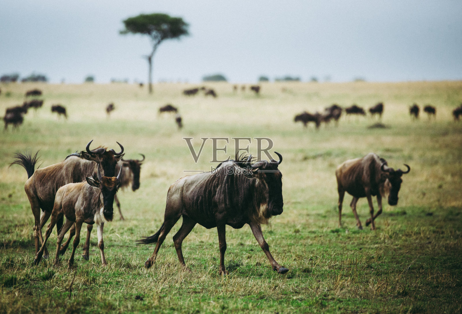 塞伦盖蒂平原上的牛羚迁徙照片摄影图片