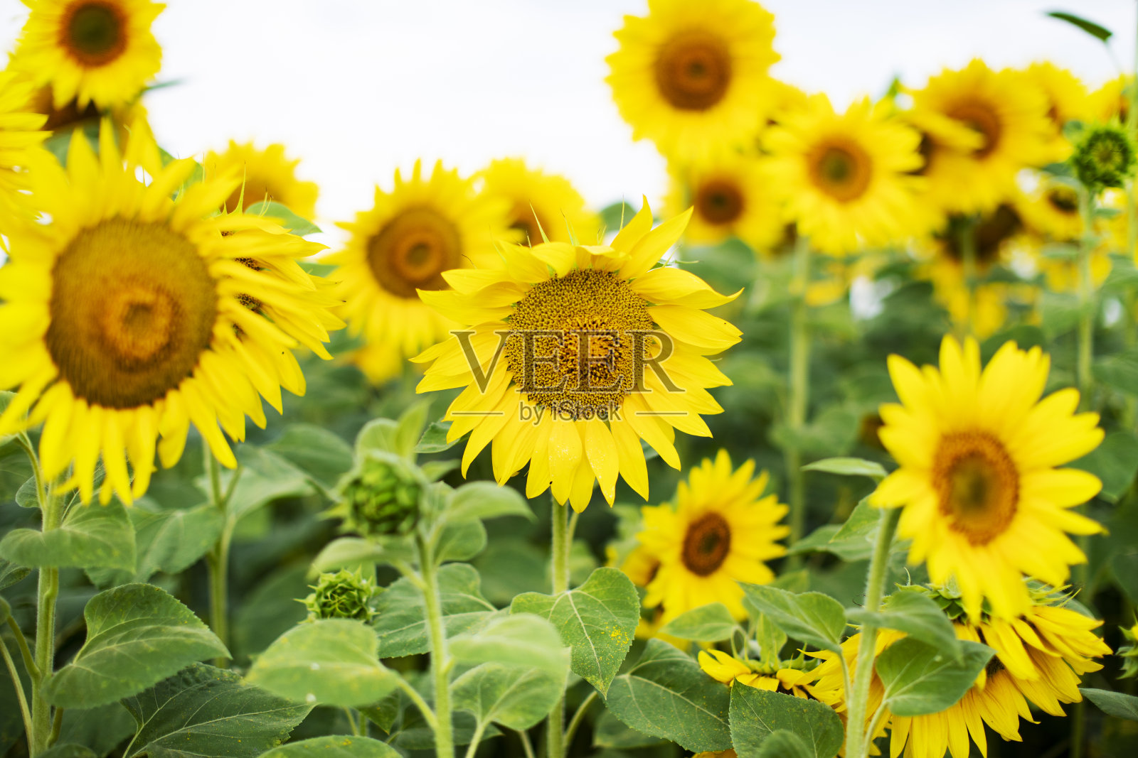 向日葵田照片摄影图片