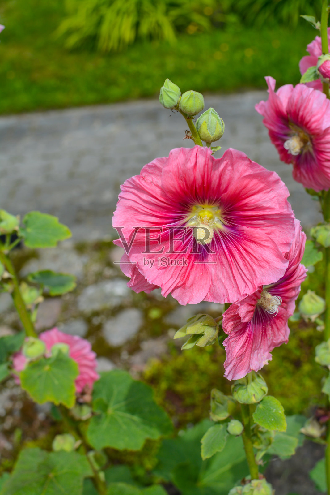 在一个温暖的夏天,花园里五颜六色的花照片摄影图片