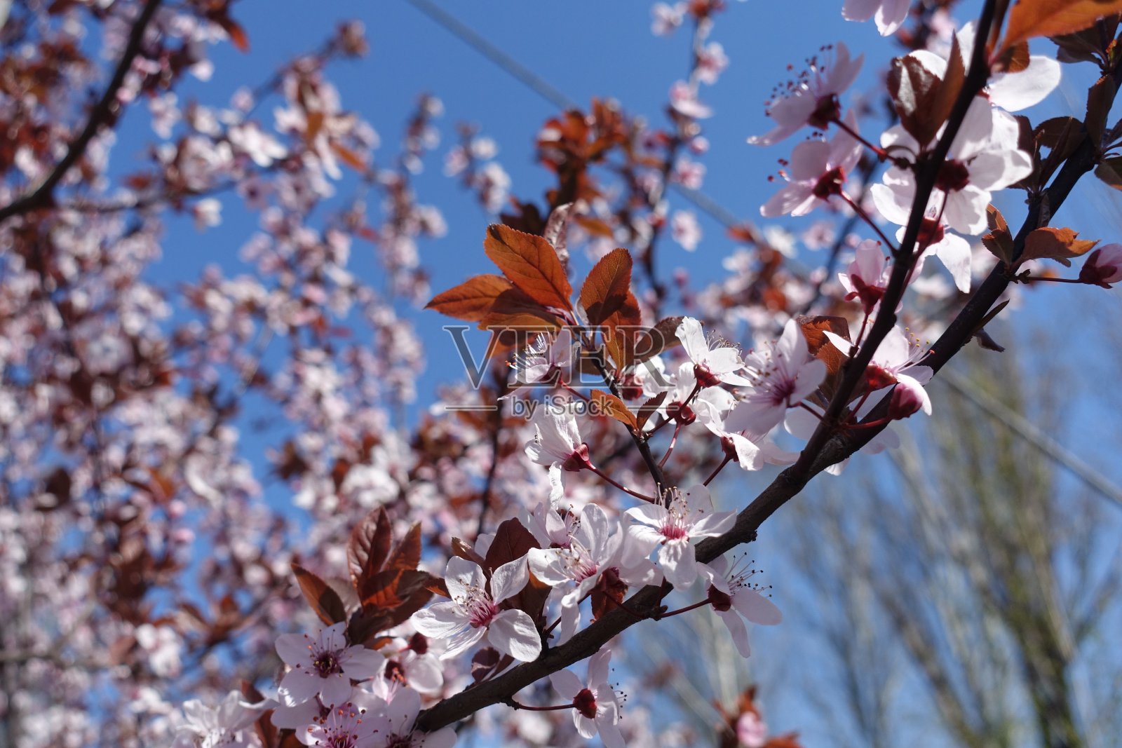 4月紫色叶鱼李的花期照片摄影图片