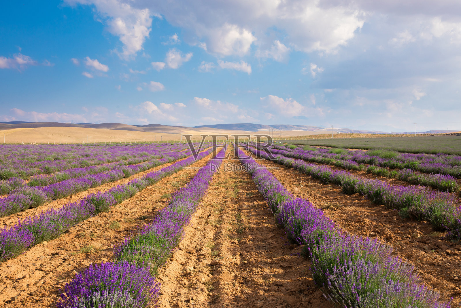 薰衣草田中的薰衣草花照片摄影图片