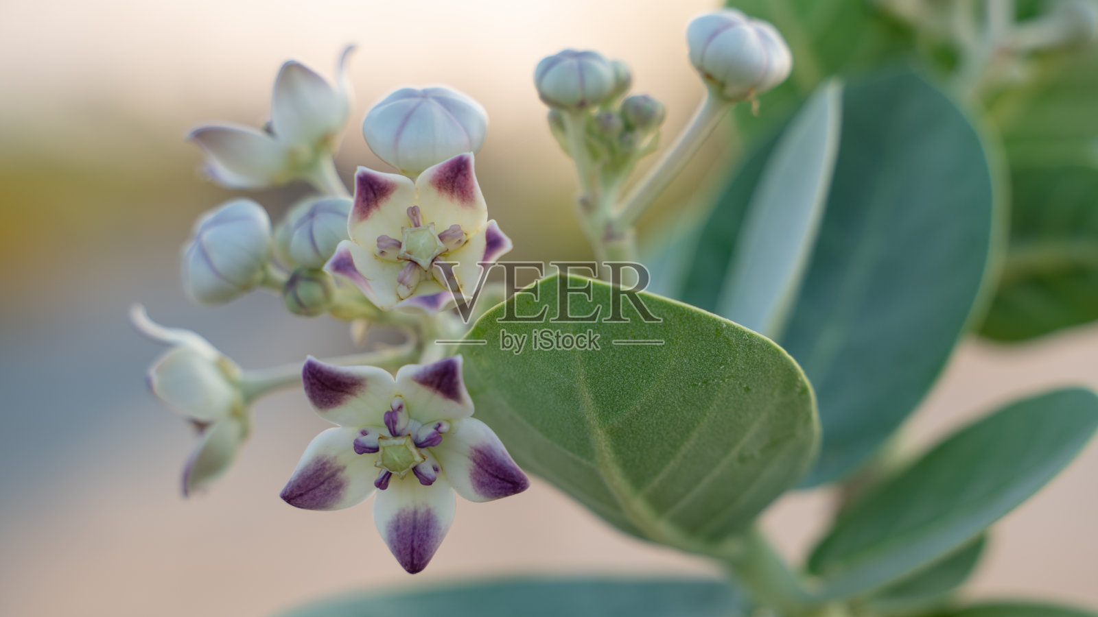 冬季清晨卡塔尔盛开的新鲜牛角瓜花照片摄影图片
