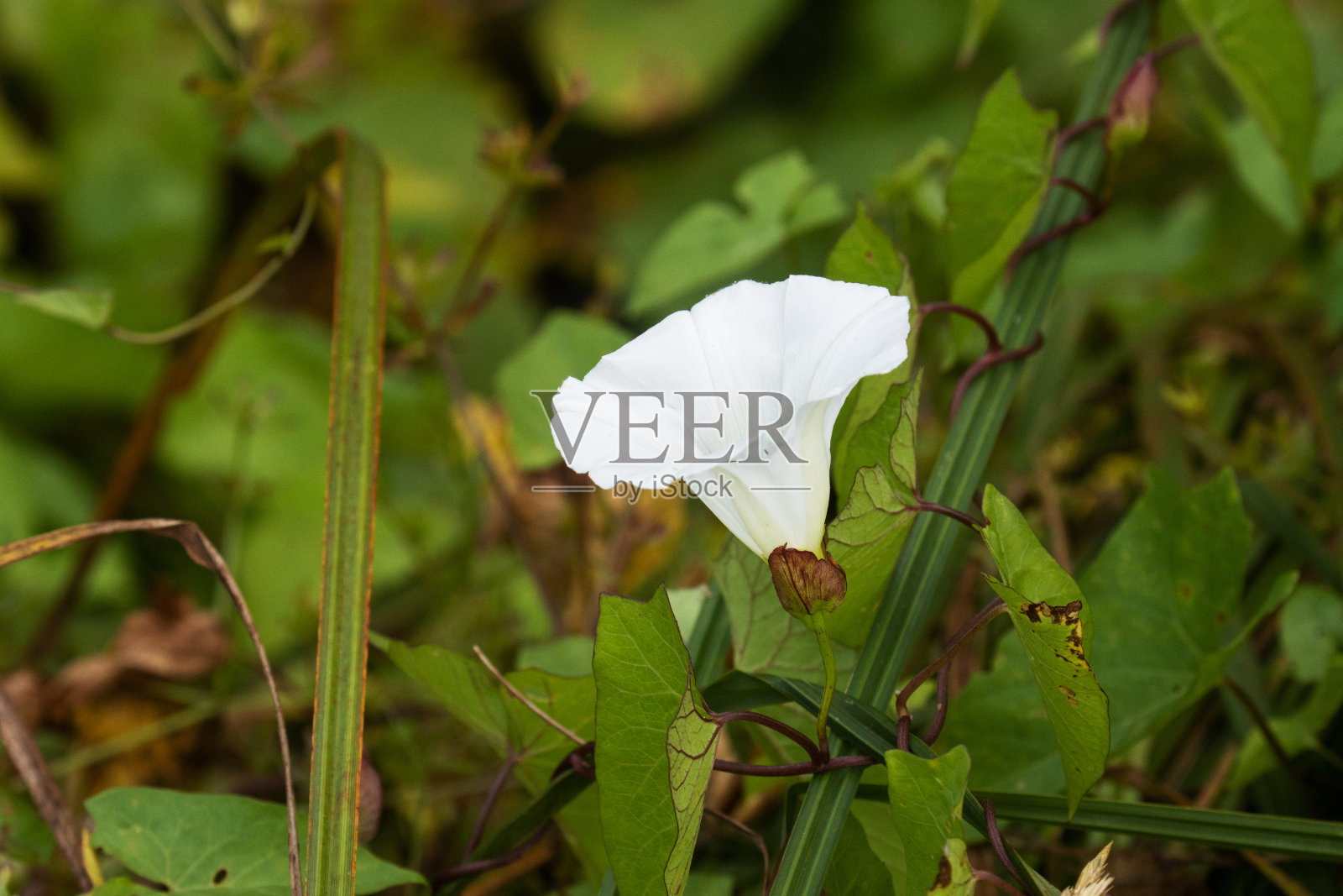 一个树篱旋花的特写,花萼照片摄影图片