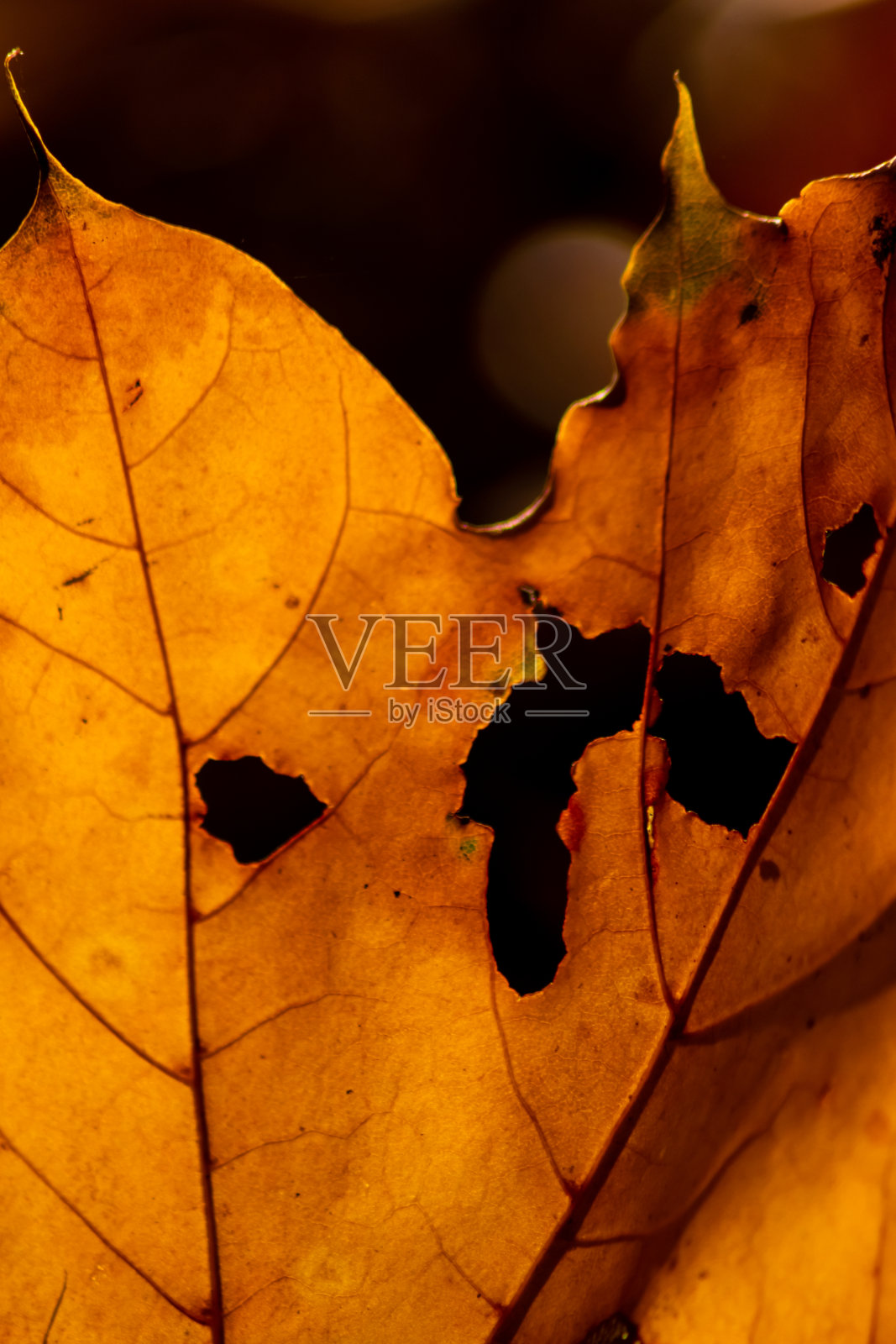 秋天浪漫的秋天心情与色彩缤纷的树叶在阳光下闪耀明亮的橙色,红色和黄色的颜色作为大自然美丽的一面在印度的夏天与暖色和宏观的叶子细节照片摄影图片