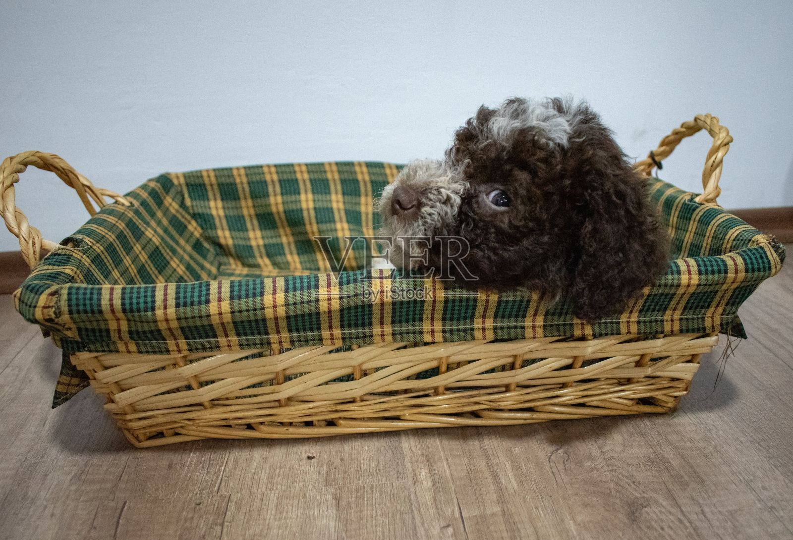 小拉戈托·罗马戈诺洛·帕皮照片摄影图片