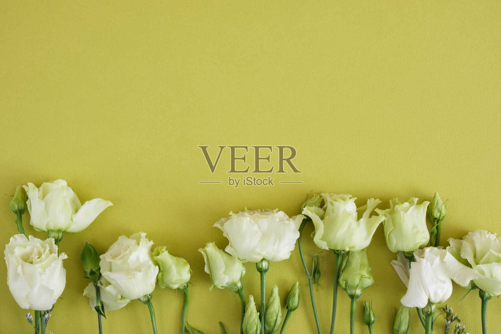 柠檬白和绿色玫瑰在绿色背景,明信片,复制空间,俯视图,模拟照片摄影图片