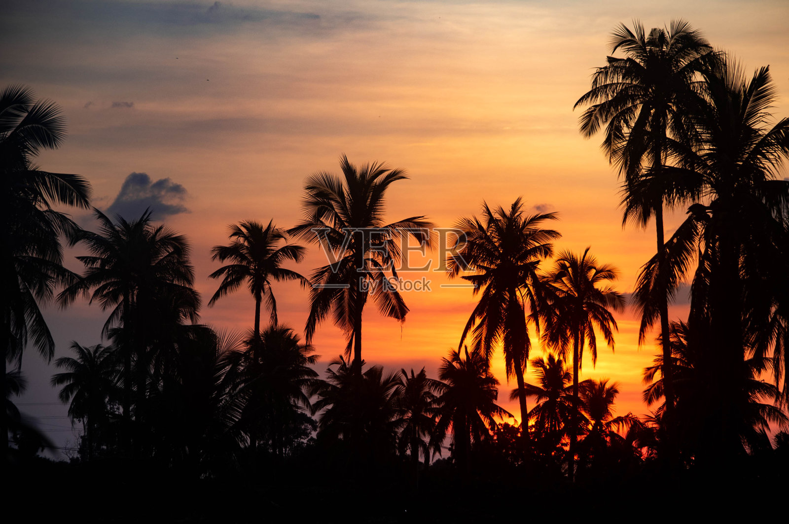 日落时泰国椰子种植园的剪影照片摄影图片